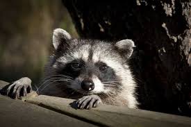 Toronto Animal Services Says Pickup Of The Dead Raccoon Was Not Delayed Cat Facts Animals Work With Animals