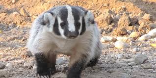 The honey badger might get the spotlight for its famously grumpy attitude, but the american badger can be just as ornery. American Badger White Sands National Park U S National Park Service