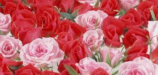 الورود روائح الورود أنواع الورود ومعانيها المراجع الورود ت عتبر الورود من أجمل النباتات التي خ ل قها الله فهو س لطان وم لك beautiful moon plants rose