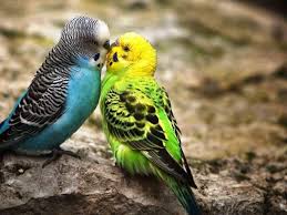 Lovely Colorfull Birds Backgrounds Animals Kissing Budgies Bird Cute Birds