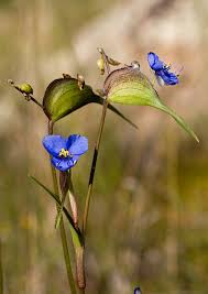 Image result for Commelina reptans