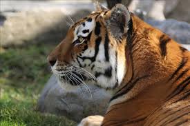 The amur tiger cubs, one male and one female, were born on march 19 to mom, talya, and. Toronto Zoo Animals