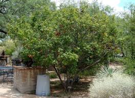 We did not find results for: Ungnadia Speciosa Mexican Buckeye Chihuahuan Native Showy Fragrant Pink Spring Flowers Gold Fall Colo Pink Spring Flowers Xeriscape Mid Century Landscape