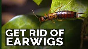 We did not find results for: Get Rid Of Earwigs With These 2 Traps Youtube