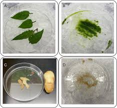 Naheed Tabassum (@NaheedKAUST)