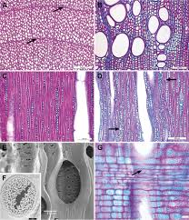 Image result for Secamone filiformis