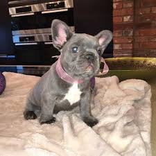 French Bulldog Phoenix
