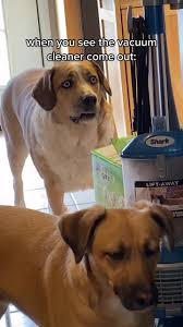 Saint Bernard Mixed with Beagle