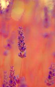 The complementary colors yellow and purple make a muddier brown. 91 Purple And Orange Color Mix Ideas