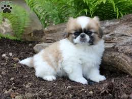 Join millions of people using oodle to find puppies for adoption, dog and puppy listings, and other pets adoption. Pekingese Puppies For Sale Peke Puppies Greenfield Puppies