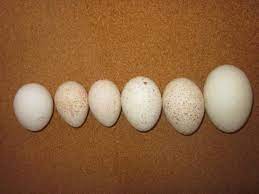 Do Turkeys Lay Eggs Your Questions Answered Great Turkey Egg Info