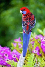 Top 10 Most Colorful Animals Pelfind Beautiful Birds Rare Animals Colorful Animals