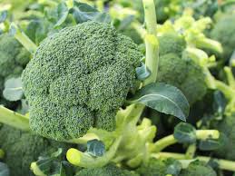 Check spelling or type a new query. Belstar Broccoli Info Learn About Growing Belstar Broccoli Plants