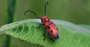 Red Milkweed Beetle On Milkweed Leaf Milkweed Insects Invertebrates