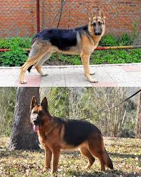 We ve organized our various priced puppies for sale into puppies under 500 and even more specifically puppies under 300. Byelorussian Shepherd Dog Breeds Dogs Breeds