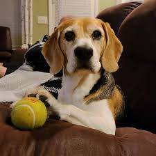 I Don T Always Play With The Ball But When I Do I Play With Penn Https Ift Tt 2ziyjht In 2020 Beagle Puppy Beagle Labrador Retriever