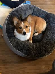 Our pembroke welsh corgis are genetically tested for degenerative mylopethy (dm), exercised induced collapse (eic), vonwillebrand disease (vwd). Customer Comments Nistler S Farm Corgis