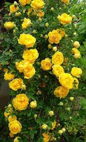 Pin Di Patricia Fox Su Gardens And Flowers Rose Rampicanti Fiori Piante