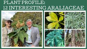 Image result for Araliaceae
