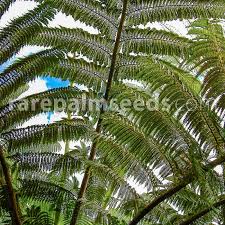 Image result for Cyathea cf. humilis