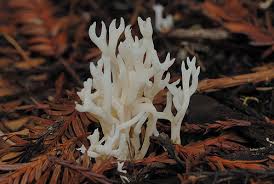 Accordingly, lion's mane is a great mushroom for beginning mushroom hunters. White Coral Common Lichens And Fungi Of The Maine Coast Inaturalist