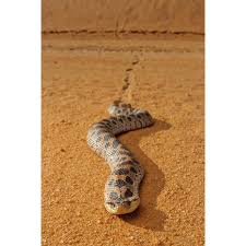 Image result for Urochloa bovonei