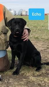 When carefully selecting a breeding pair here at tmh, we go by drive, determination, and temperament. Labrador Retriever Puppy Dog For Sale In Bellefontaine Ohio