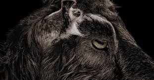 The Witch - Review – Wrong Reel Productions