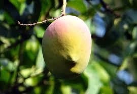 July 3 at 12:25 pm · when we select a farming partner, we look for not only the best fruit possible, but a passion for growing that's unmatched. Mango Tree Ripe Free Photo On Pixabay