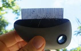 However, it's not in a way that would be practical and easy for. Getting Rid Of Fleas In The House Whole Dog Journal