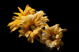 Black And Yellow Flowers Flowers Yellow Flowers Black Yellow Black Background 2k Wallpaper Hdwallpaper Desktop Yellow Flowers Plant Wallpaper Black Backgrounds