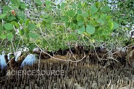 Image result for Sonneratia