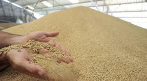 Donc le cout de production du pain, depuis la recolte jusqu'a l'exposition dans la boulangerie, augmente bien de 1 centime. Commercialisation De Cereales Voici Les Prix De Reference H24info