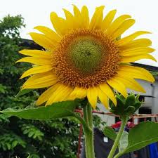 Kenapa diberi nama bunga matahari? 10 Pcs Oil Sunflower Seed Flower Seed Plants Seed Benih Bunga Mat