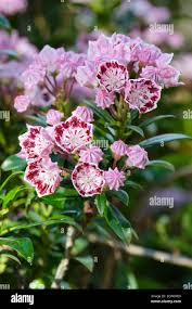 Image result for Ficalhoa laurifolia