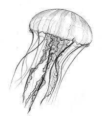 Jellyfish Coloring Pages Free Coloring Sheets Jellyfish Drawing Jellyfish Art Jellyfish Painting