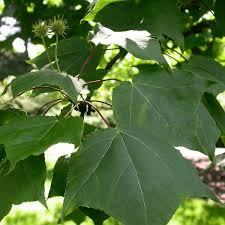 Image result for Liquidambar formosana