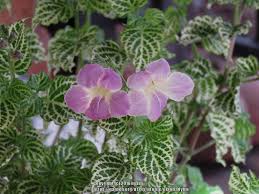 Image result for Asystasia vogeliana