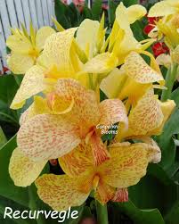 Image result for Cannaceae