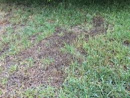 Choose grass seed for winter grass, such as rye grass. Black Grass Patches Chippers Inc