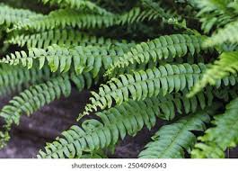 Image result for Lomariopsidaceae