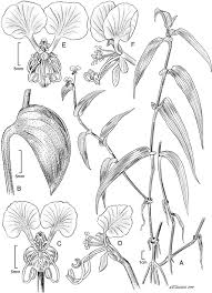 Image result for Commelina kotschyi