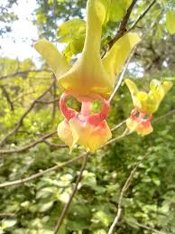 Image result for Monodora junodii