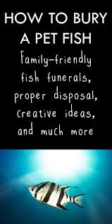 A live fish won't survive, and any fish can introduce new bacteria or disease into another ecosystem. How To Bury A Fish Kid Friendly Fish Funeral Proper Disposal