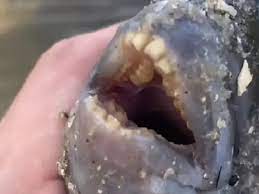 We did not find results for: Fish With Set Of Human Like Teeth Fisherman In Shock After Reeling In Fish With Set Of Human Like Teeth Pictures Go Viral Trending Viral News