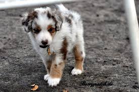 Australian shepherds are a loyal, protective breed that is ready to work at any moment. Noch Ein Zauberhafter Mini Australian Shepherd Welpe In Kloster Lehnin Tiere Kleinanzeigen