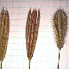 Image result for Chloris virgata