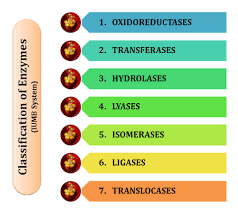 Classification Of Enzymes Lecture Notes Easy Biology Class In 2020 Lectures Notes Biochemistry Notes Lecture