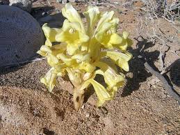 Image result for Cistanche tinctoria