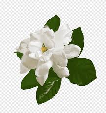 Beginning in late spring or early summer and running into fall, it produces large clusters of 3 to 5 white flowers. Flowers White Jasmine Flower Png Pngegg